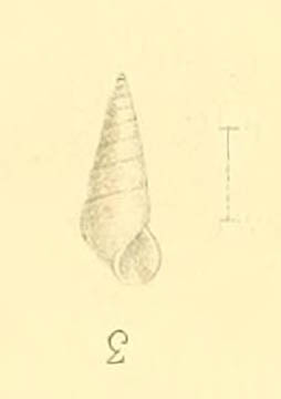 Melanella conferma